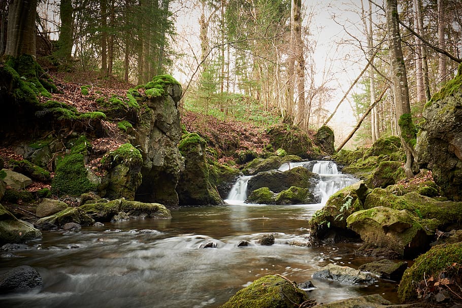 river in between trees during daytime, plant, beauty in nature HD wallpaper
