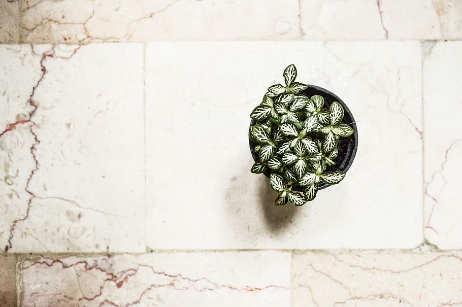 green leaf plant on white surface, no people, wall - building feature HD wallpaper