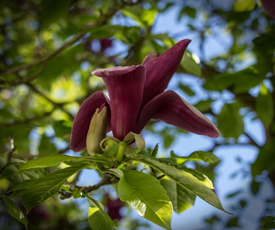 blossom, bloom, flower, nature, plant, flora, summer, garden HD wallpaper