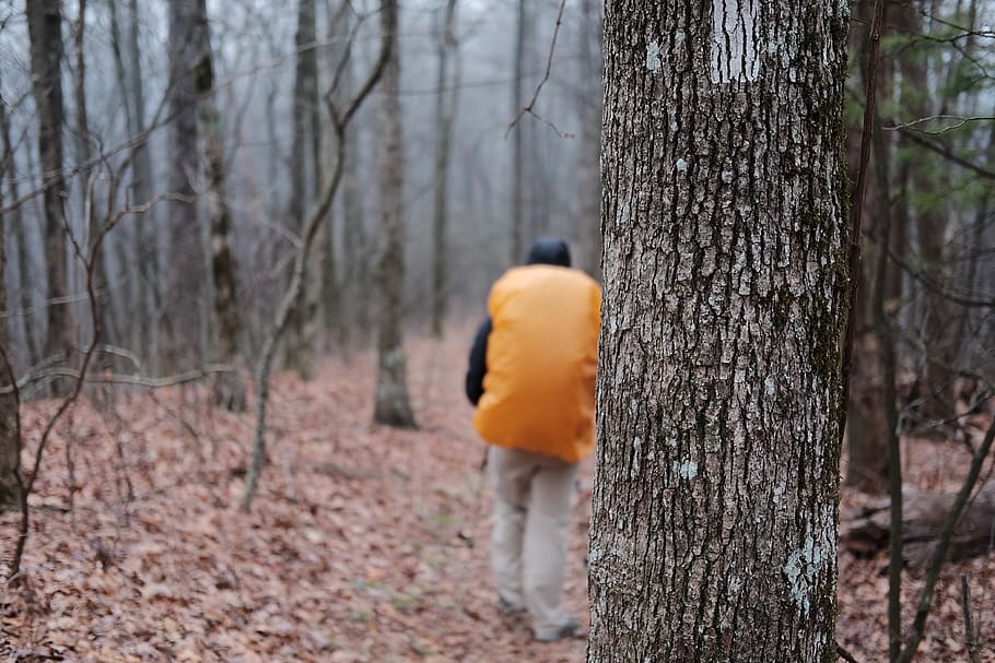 hiking, backpacking, trees, trail, white blaze, forest, hiker HD wallpaper
