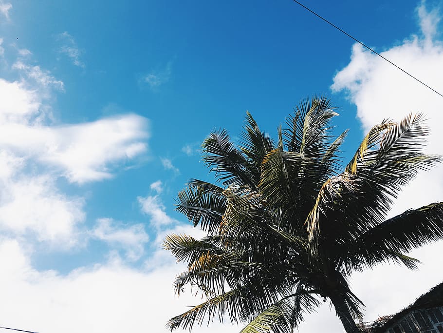 mauritius, sky, low angle view, palm tree, tropical climate HD wallpaper