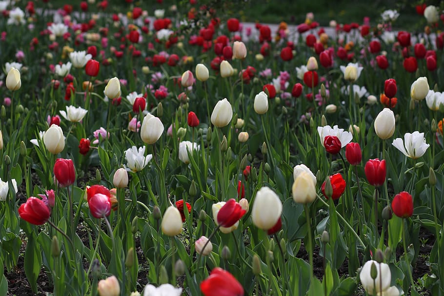tulips, flowers, spring, plants, flowering plant, freshness HD wallpaper