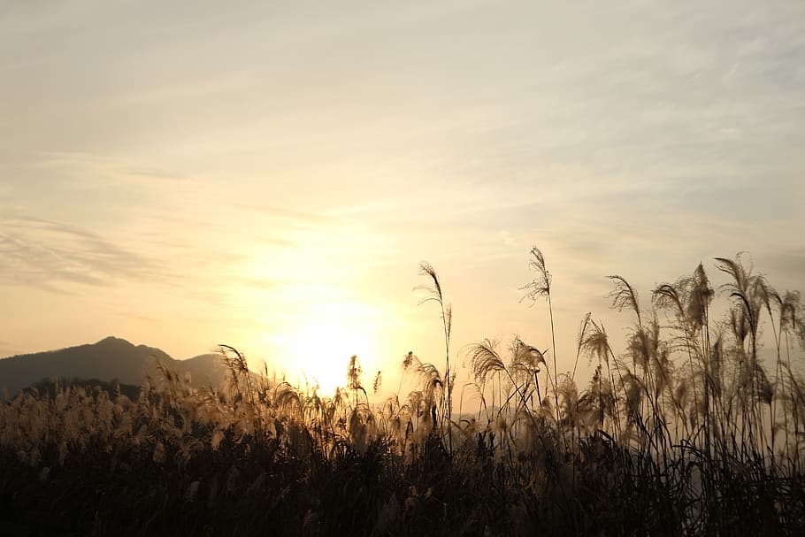 sunset, reed, nature, glow, scenery, romantic, sky, beauty in nature HD wallpaper