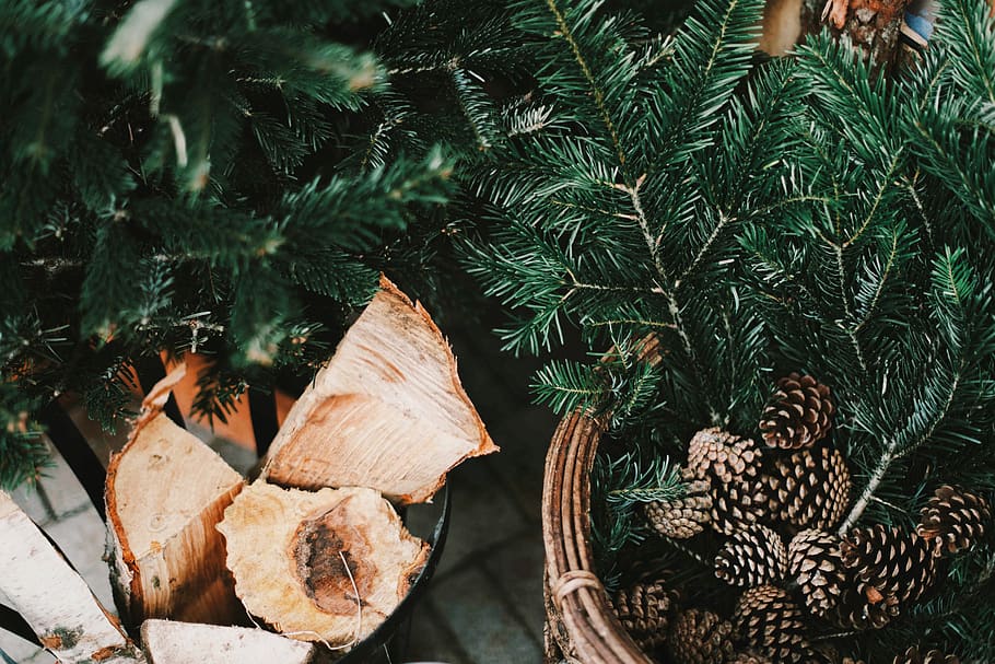 pine cone, crops, leaves, bark, wood, green, basket, tree, plant HD wallpaper