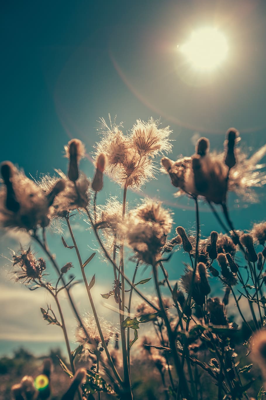 summer, seeds, sun, flower, growth, beauty in nature, sky, plant HD wallpaper