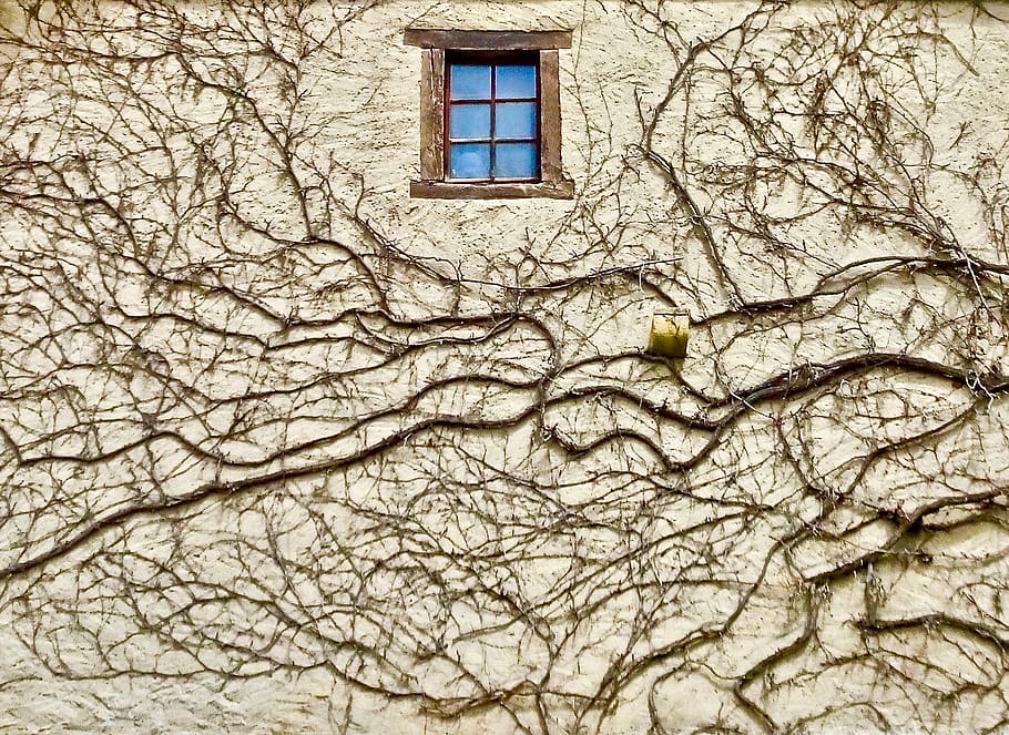 vine, window, wall, pattern, decoration, exterior, building exterior HD wallpaper