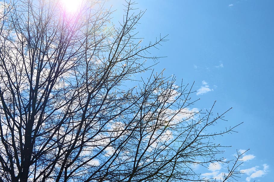 united states, augusta, spring, sky, sunlight, sunflare, branches HD wallpaper