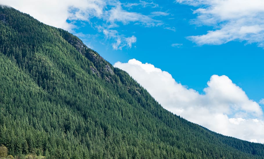 green hills, tree, plant, abies, fir, conifer, slope, outdoors HD wallpaper