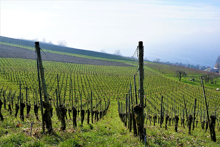 vineyard, wine, lake constance, hagnau, meersburg, cultivation