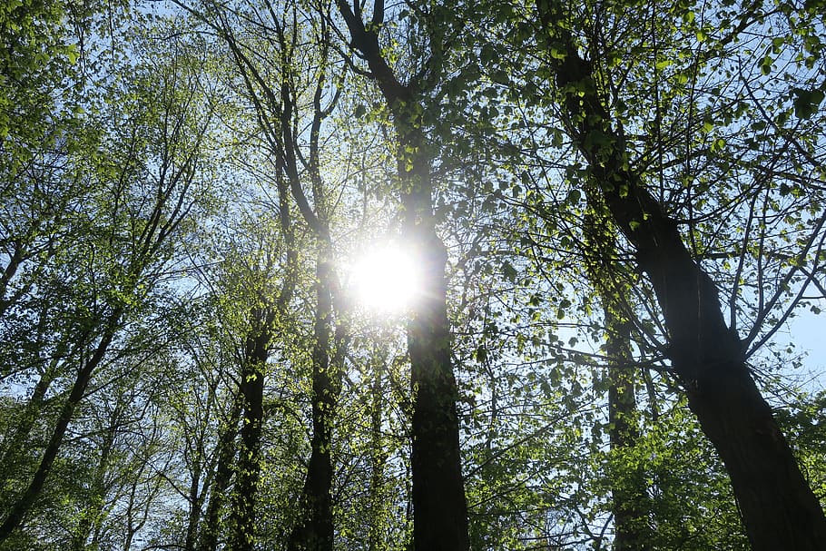 sun, forest, sun rays, sunlight, atmosphere, tree, plant, low angle view HD wallpaper