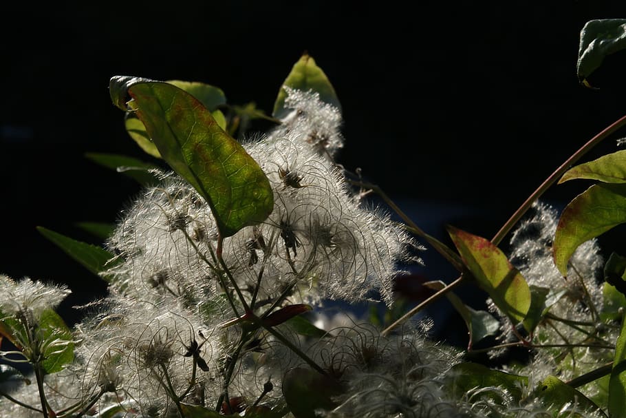 autumn, light, plant, backlighting, sunlight, nature, shadow HD wallpaper
