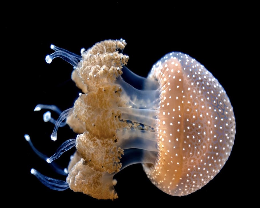 brown jellyfish, sea life, animal, invertebrate, sea anemone HD wallpaper