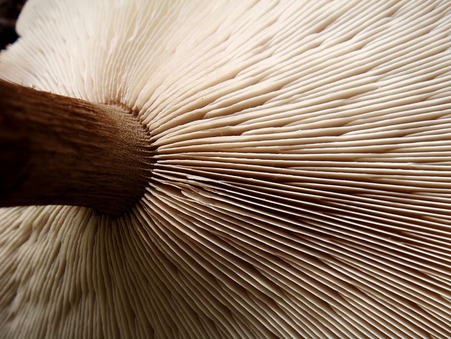 vegetable, detail, macro, mushroom, close-up, indoors, wood - material HD wallpaper
