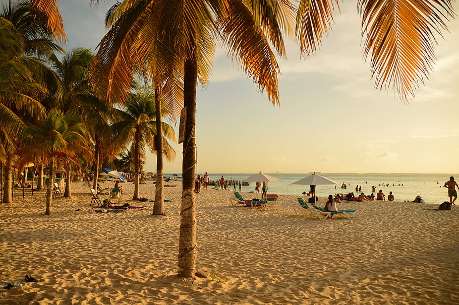 sunset, beach, paradise, rest, enjoyment, landscape, palms HD wallpaper