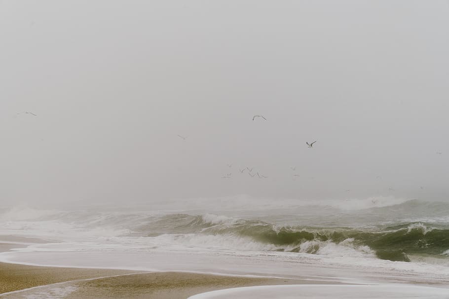 sea waves during daytime, water, beach, vertebrate, bird, flying HD wallpaper