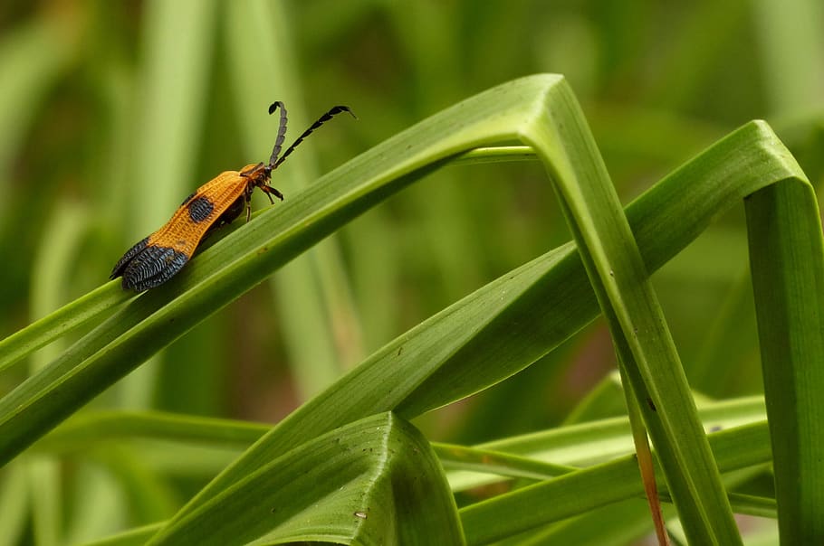 bug, insect, grass, summer, plants, leaves, animal themes, animals in the wild HD wallpaper
