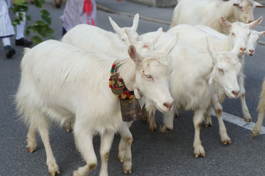 goats, alp output, customs, innerrhoden, switzerland, appenzell, HD wallpaper