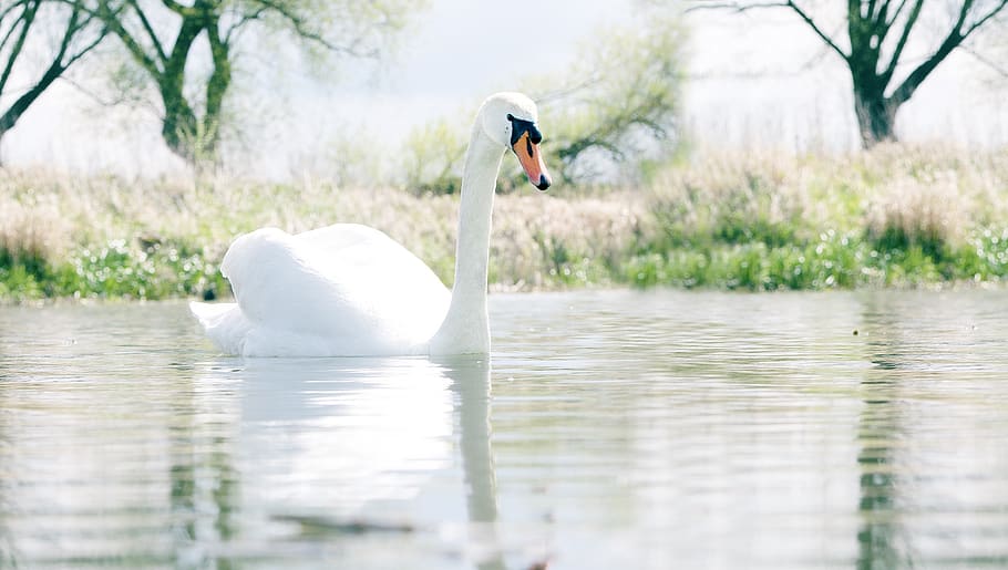 Swan in Body of Water, animal, blur, feathers, grass, landscape HD wallpaper