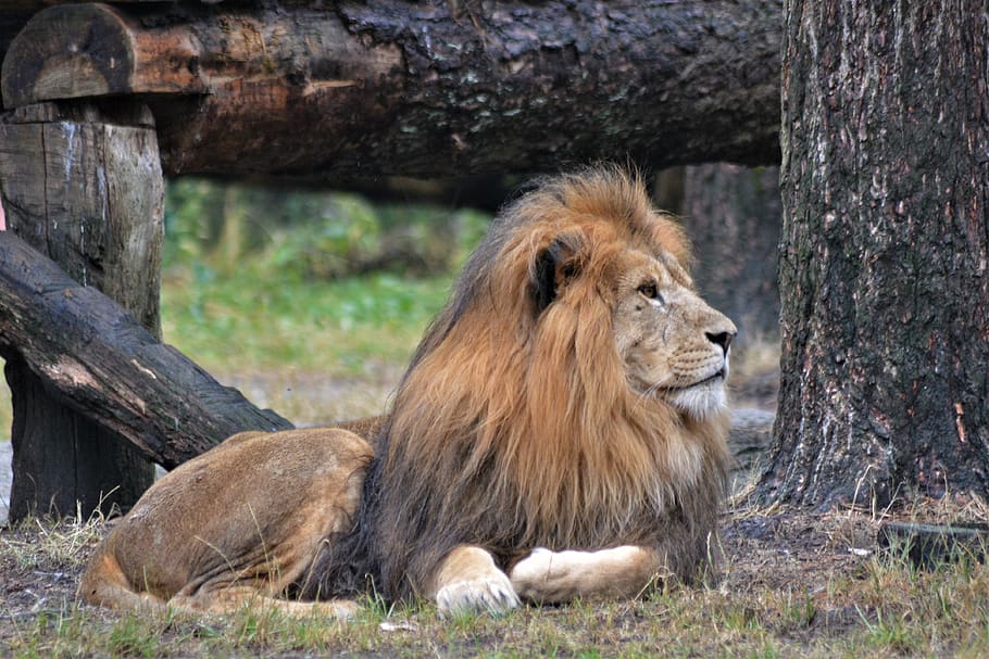 lion, mane, predator, big cat, animal, male, dangerous, animal world HD wallpaper