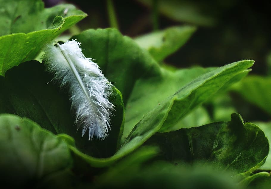 feather, nature, leaf, leaves, feathers, white, green color HD wallpaper