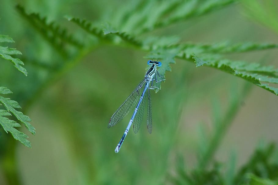 dragonfly, closeup, macro, nature, wild, wildnature, insect HD wallpaper