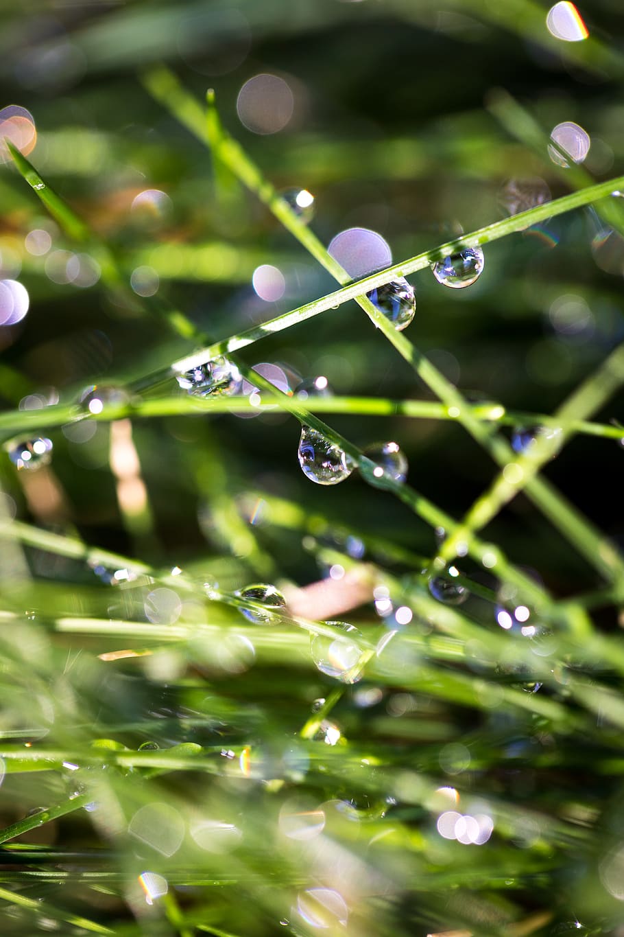 drop, water, wet, plant, growth, green color, selective focus HD wallpaper