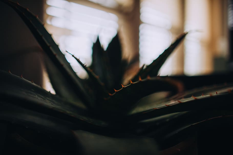 Selective Focus Photography of Aloe Vera Plant, blur, cactus HD wallpaper