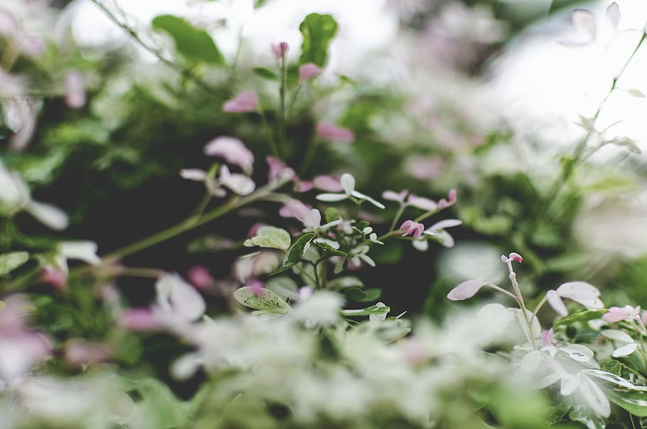 Selective Focus Photography of White-and-pink Petaled Flowers HD wallpaper