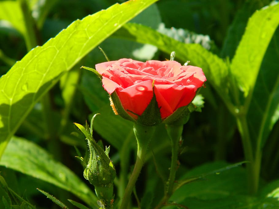 flower, nature, rose, spring, red, water, plant, flowering plant HD wallpaper