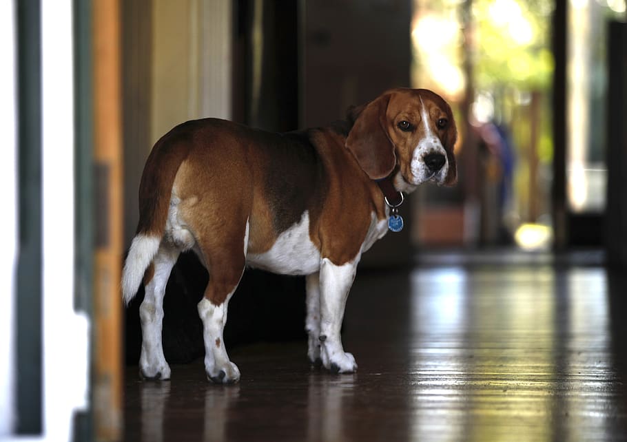 beagle, dog, pet, cute, canine, doggy, domestic animal, hound HD wallpaper