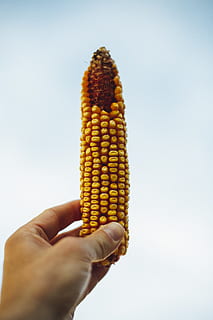 erlangen, Bio, bloom, breed, breeding, cash cropping, controlled farming HD wallpaper