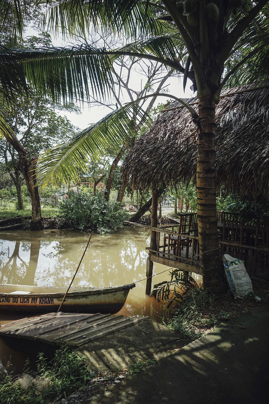 coconut tree near river, vegetation, plant, outdoors, nature HD wallpaper