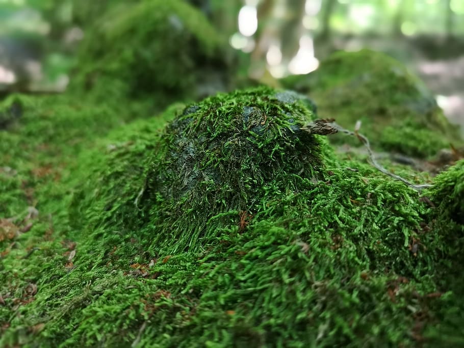 forest, soil, nature, moss, undergrowth, leaves, green, trees HD wallpaper