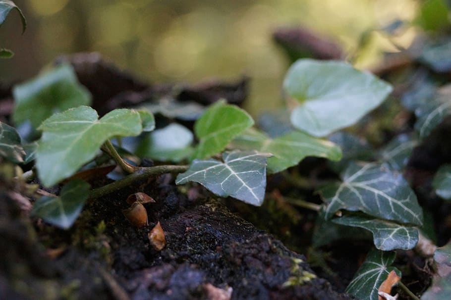 ivy, tree, bark, plant, tribe, wood, green, close up, leaf HD wallpaper