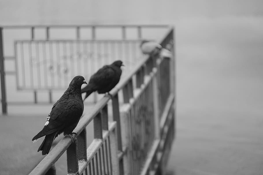 black and white, pigeon, composition, shape, lake, sea, bird HD wallpaper