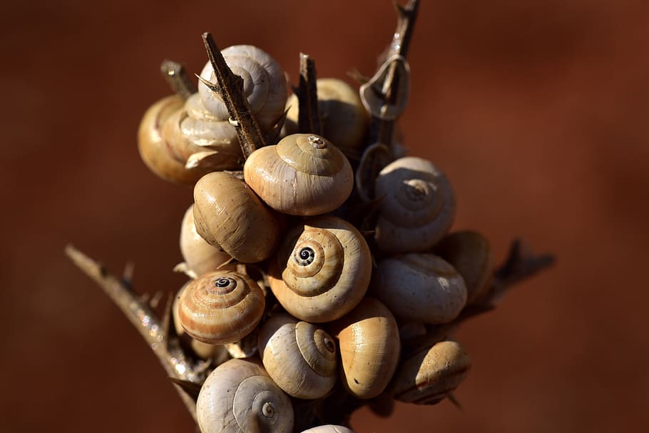 snail shells, spiral, close up, casing, decorative, slowly HD wallpaper