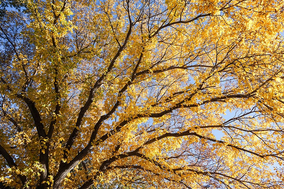 tree, fall, autumn, outside, trees, branches, leaves, orange HD wallpaper