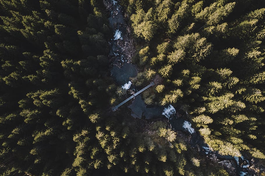 bush, vegetation, plant, tree, trentino, scenery, outdoors HD wallpaper