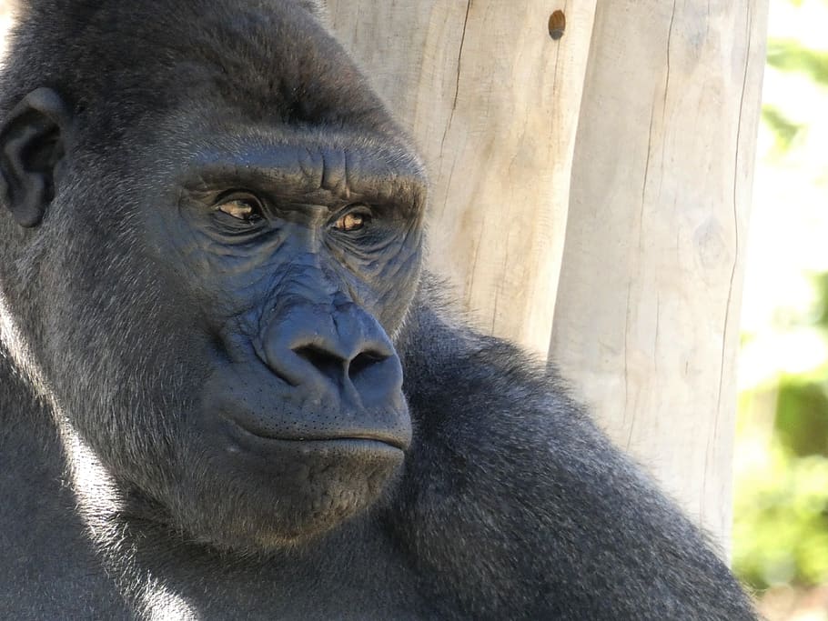 animals, gorilla, monkey, portrait, primate, animal wildlife HD wallpaper