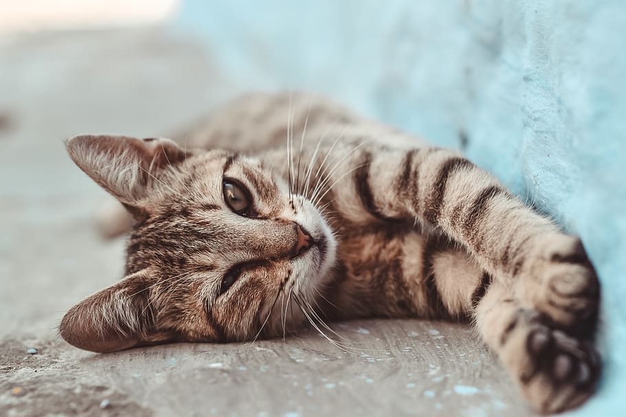short-coated brown cat, domestic cat, pets, animal themes, mammal HD wallpaper