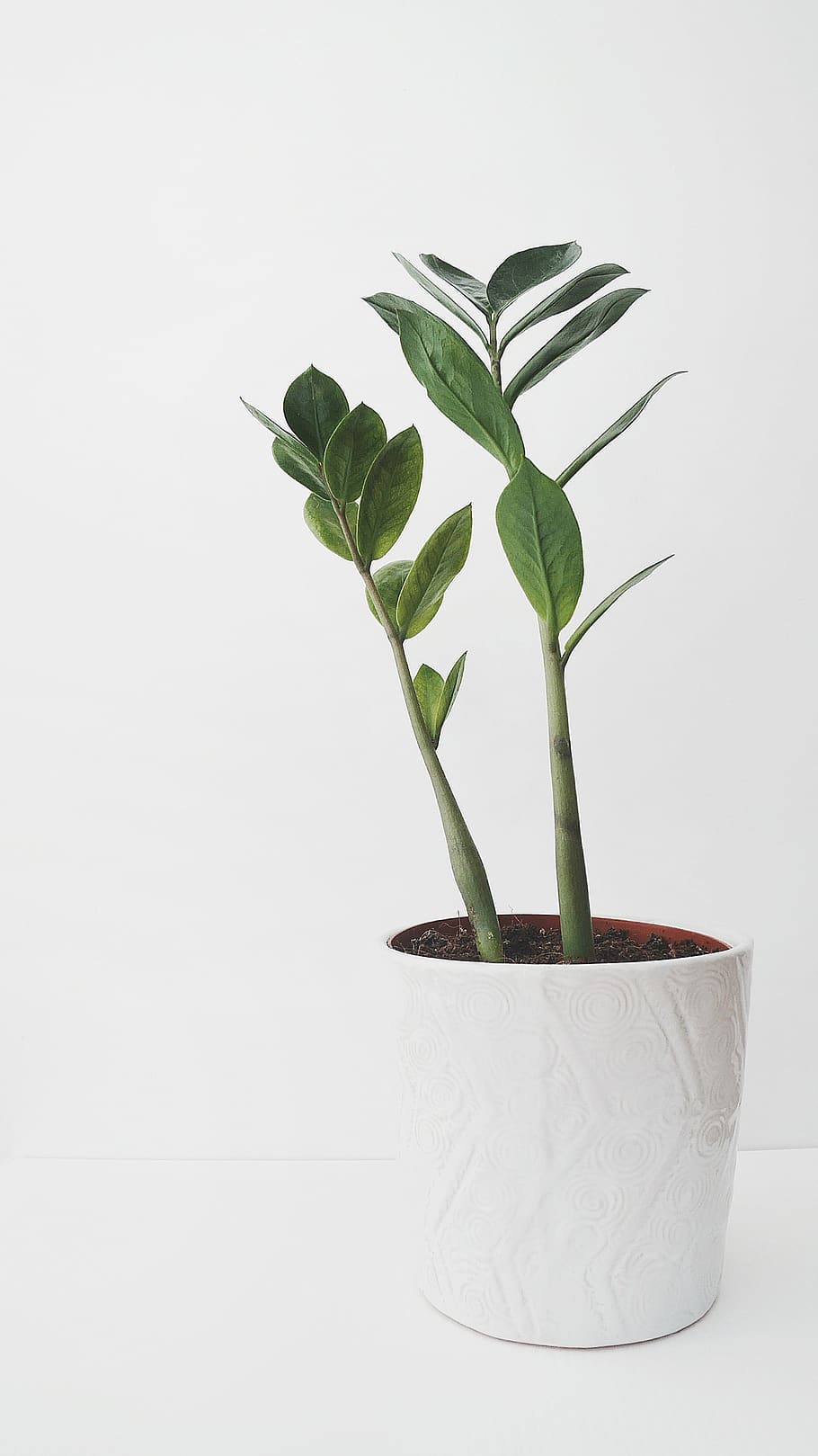 green-leafed plant, studio shot, plant part, green color, white background HD wallpaper