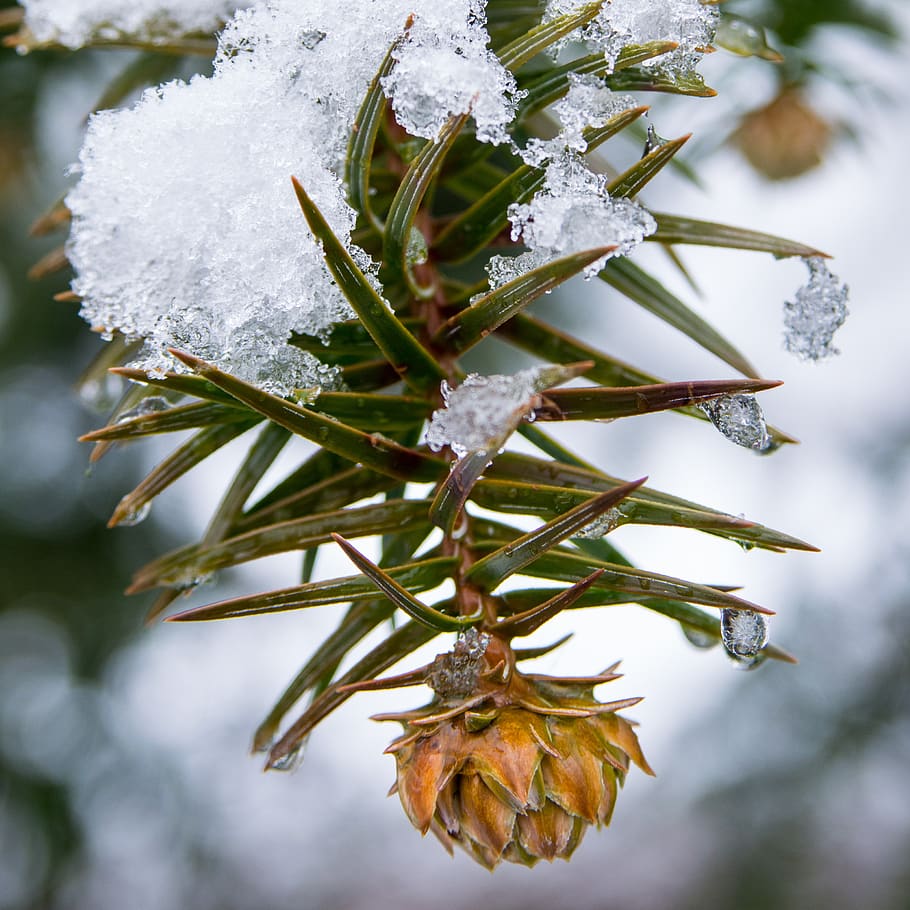 Pinecone, plant, cold temperature, snow, winter, focus on foreground HD wallpaper