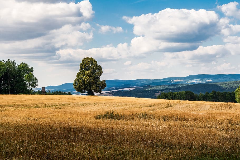tree, field, sky, meadow, cloud - sky, plant, beauty in nature HD wallpaper