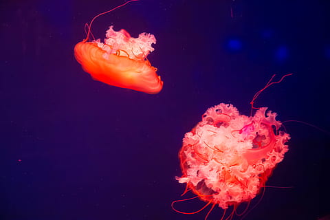 two orange jellyfish, animal, sea life, invertebrate, blossom HD wallpaper