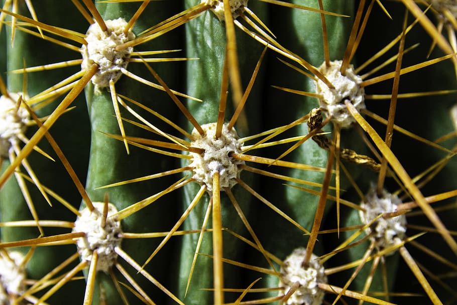 cactus, pattern, green, zoom, plant, close-up, no people, succulent plant HD wallpaper