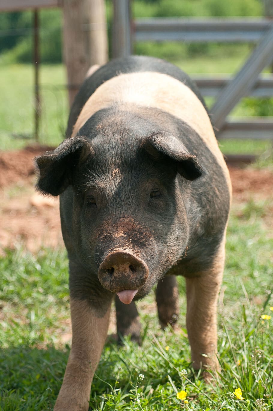pig, pasture, snout, portrait, mud, agriculture, pork, livestock