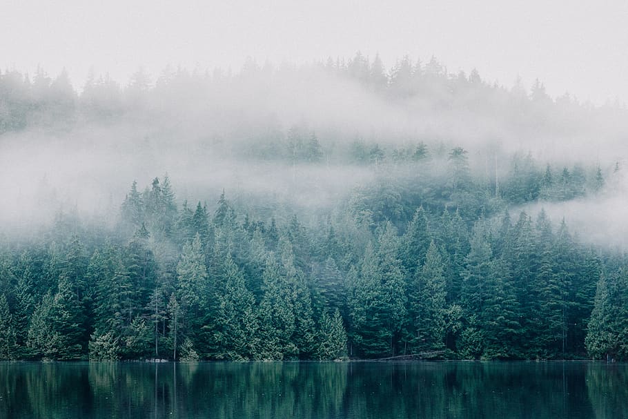 Hd Wallpaper Foggy Trees Across Lake Forest Plant Scenics Nature