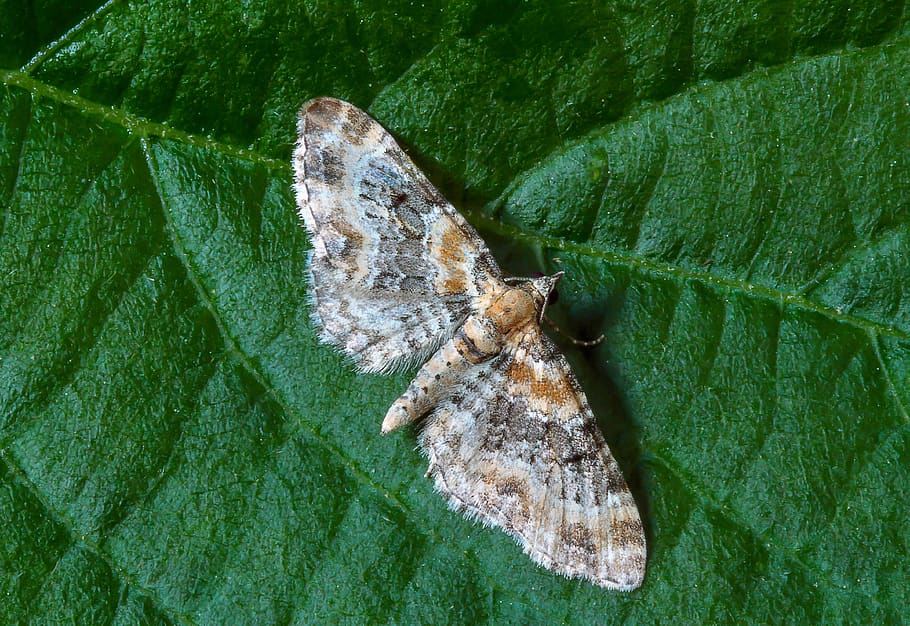 foxglove-pug, moth, tiny, wings, nature, close, pattern, brown HD wallpaper