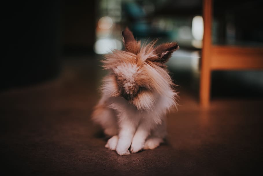 selective focus photography of white rabbit, wood, hardwood, floor, HD wallpaper