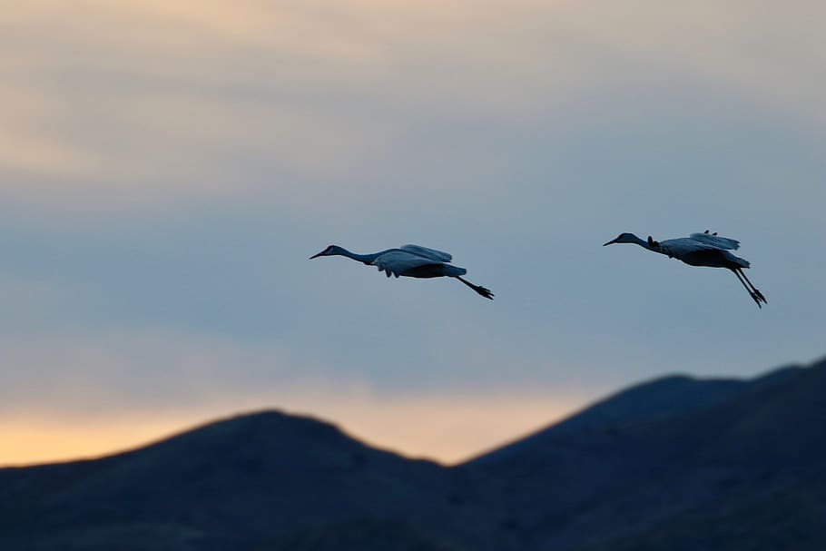 two white birds on flight, animal, flying, nature, wildlife, grey HD wallpaper